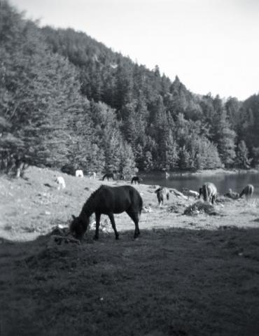 Horses Near the Lake
