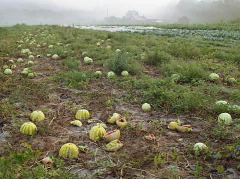 Watermelon Patch, Twin Oaks Community, Virginia